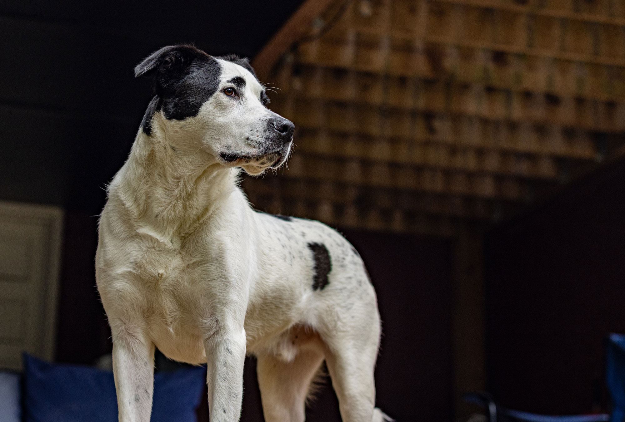 Larry the Dog